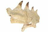 Mosasaur Jaw Section with Four Teeth - Morocco #189997-1